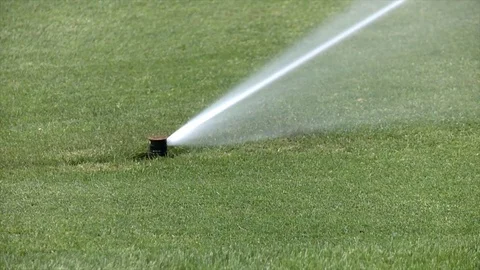 A sprinkler head waters grass Stock Footage 80509589