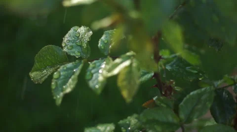 Sprinkler Hits Leaves Stock-Footage 48950880