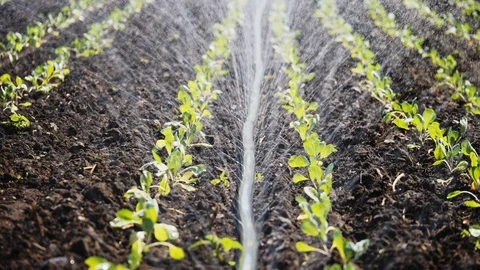 Sprinkler irrigates vegetable crops. Video stock 103798028