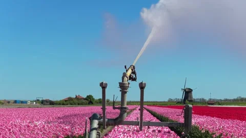 Sprinkler irrigating pink tulip fields in holland with windmills Video stock 341522200