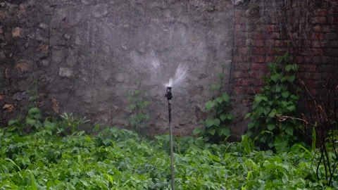 Sprinkler Irrigation in Action: Efficient Watering of Crops and Fields Stock-Footage 276404546