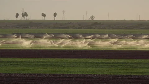 Sprinkler irrigation of CA crops Stock Footage 241676455