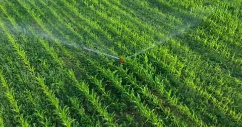 Sprinkler irrigation in cornfield with drone Video stock 160017206