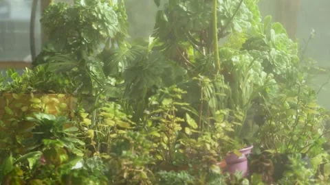 Sprinkler irrigation system sprays a multitude of plants simulating a rainf.. Stock Footage 289149203