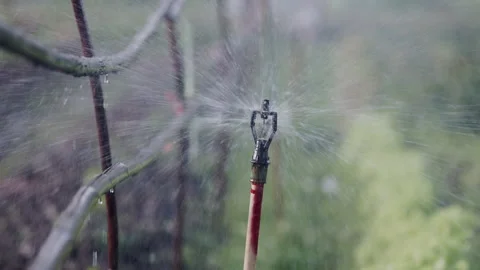 Sprinkler irrigation system watering in the vegetable farm. Rusty Iron Stai.. Stock Footage 294872264