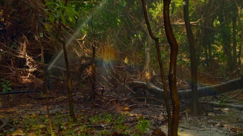 Sprinkler mist and rainbow light in tropical forest Video stock 320109915