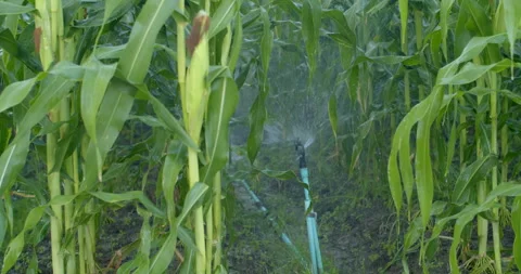 Sprinkler operating between tall corn rows, showing limited spray distance. Stock Footage 322000416