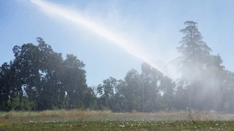 Sprinkler or irrigation system spraying water watering crop C Video stock 124329112