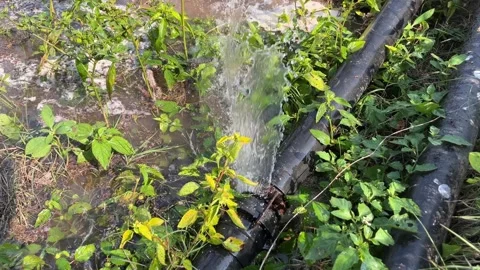 Sprinkler Pipe Leakage Problem Due to Damaged Rubber Gasket Видео 321586061