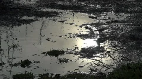 Sprinkler Puddle 1 Video stock 10583407
