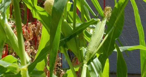 Sprinkler sprays over green corn stalks outdoors in home garden Vídeo Stock 340086062