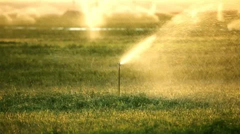 Sprinkler at sunset on a farm Stock Footage