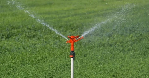 Sprinkler system in alfalfa field Video stock 160013859