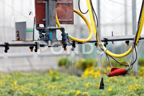Sprinkler system inside a greenhouse irrigating plants Stock Photos