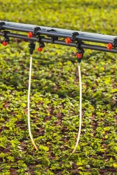 Sprinkler system inside a greenhouse irrigating plants Stock Photos