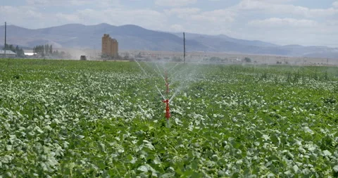 Sprinkler system irrigating the corn field Video stock 160011796