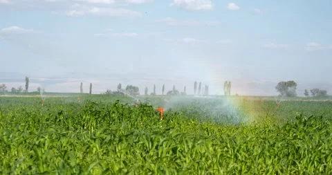 Sprinkler system irrigating the corn field Video stock 160014460
