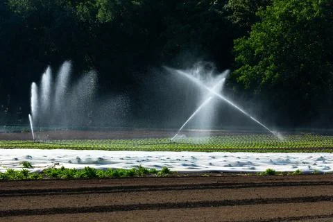Sprinkler system in the summer Stock Photos