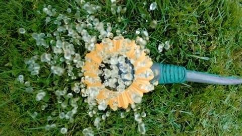 Sprinkler Toy in Backyard In slow motion sprays water directly to camera summer Stock Footage 155209007