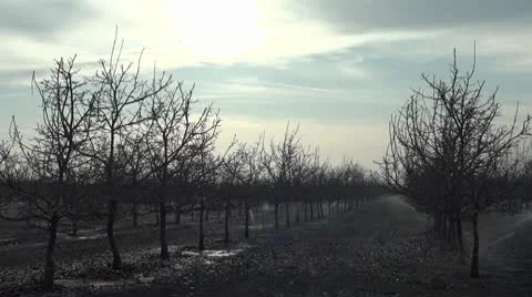 Sprinkler Tree Field 1 Stockbeeldmateriaal 10583363