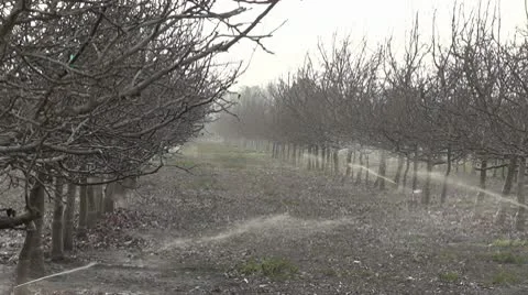Sprinkler Tree Field 2 Video stock 10583404