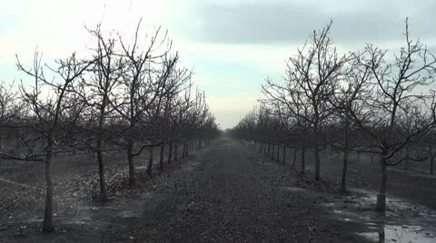 Sprinkler Tree Field 3 Video stock 10583423