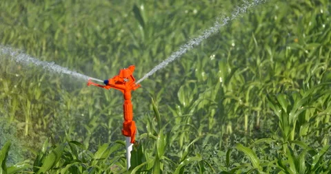 Sprinkler watering the cornfield Close-up Video stock 160016078