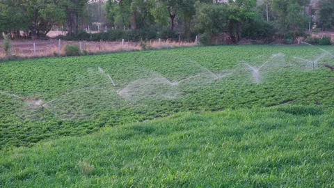 Sprinkler watering system in operation over a vibrant green crop field Video stock 333451485