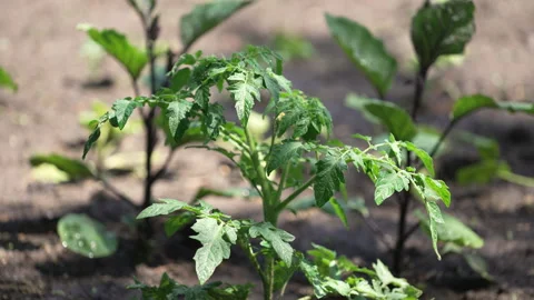 Sprinkler watering a vegetable patch Stock Footage 302110578