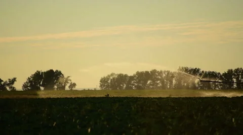 Sprinkler waters a field with cabbage. Time lapse 60 fps Stock Footage 62514357