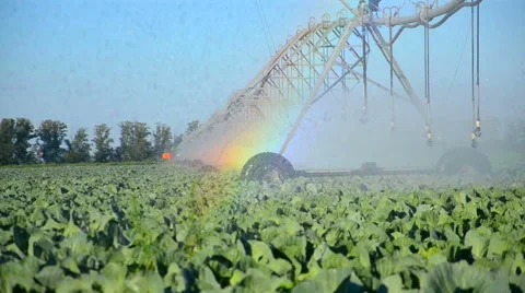 Sprinkler waters a field with cabbage. Time lapse 60 fps Stock Footage 62514391