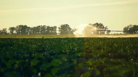 Sprinkler waters a field with cabbage. Time lapse 60 fps Stock Footage 63835283