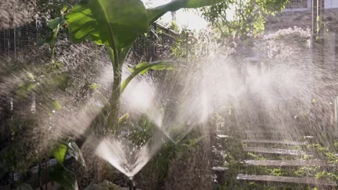 A sprinkler waters a small vegetable plot in a house Vídeos de archivo 177828940
