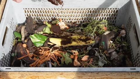 Sprinkling coffee over compost in worm box with banana peel Stock Footage 269828306