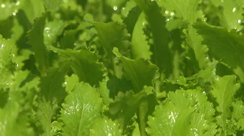 Sprinkling lettuce Close Up Video stock 30450213