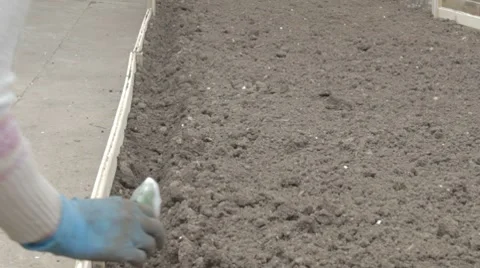 Sprinkling seeds on the ground in the yard. Stock-Footage 7740804