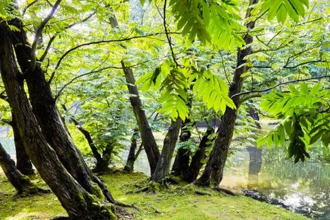 Sprintime in the forest Stock Photos