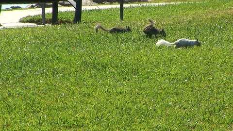 Sprinting white and grey squirrels Stock Footage 90195599