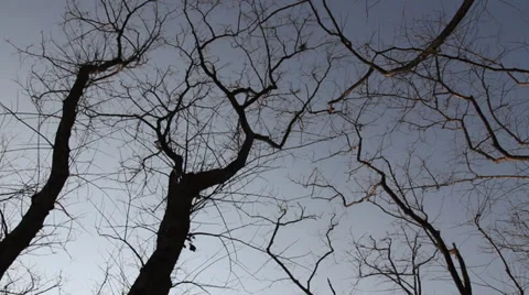 Sprints Twigs without leaves Stock Footage 37203341