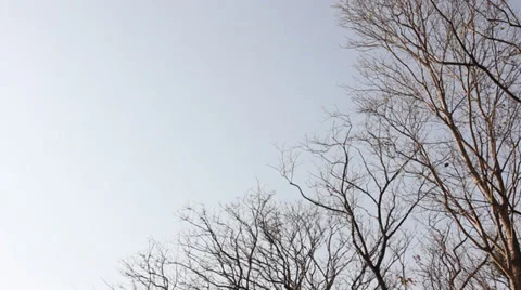 Sprints twigs without leaves Stock Footage 37203443