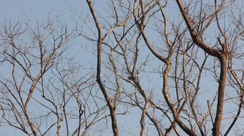 Sprints twigs without leaves Stock Footage 37203493