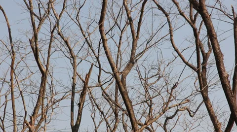 Sprints twigs without leaves Stock Footage 37205311