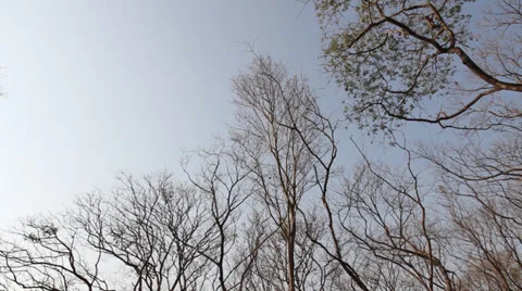 Sprints twigs without leaves Stock Footage 37219730