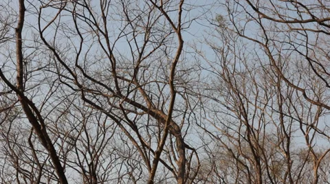 Sprints twigs without leaves Stock Footage 37220156