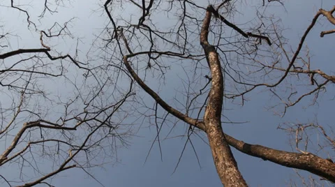 Sprints twigs without leaves Stock Footage 37220217