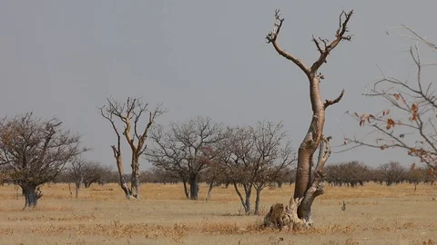 Sprokieswood Ghost tree forest in Etosha National Park, Namibia Stock Footage 106337985