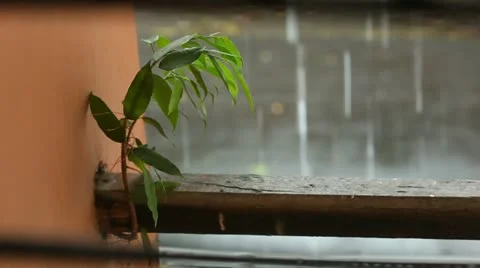 Sprout against the backdrop of monsoon Stock Footage 22114260