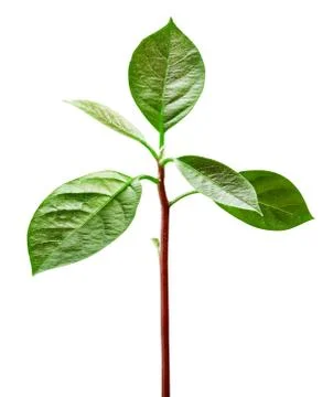 Sprout avocado Stock Photos