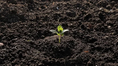 Sprout on a background of black earth Stock-Footage 71123629