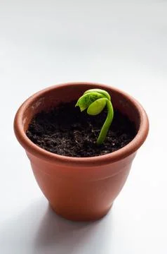 Sprout of Bean Foto stock